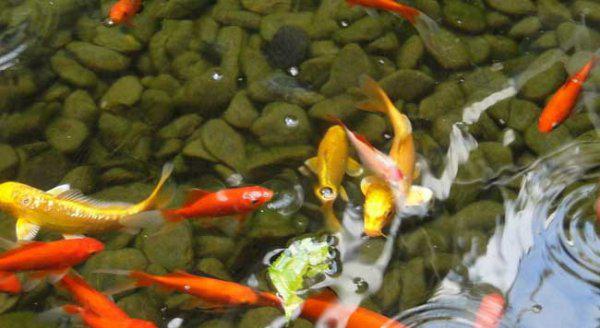 锦鲤吃什么食物有哪些