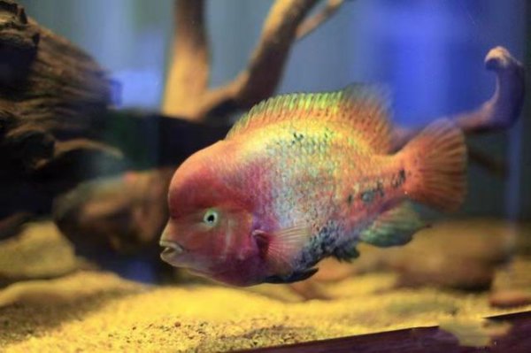 井水可以直接养鱼吗