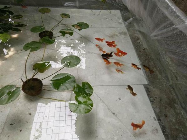 井水可以直接养鱼吗