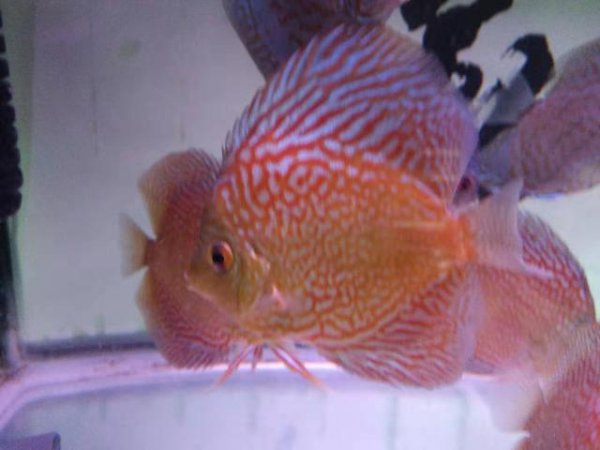 井水可以直接养鱼吗