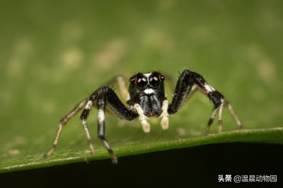 跳蛛有毒吗怎么养 跳蛛的饲养方法跟捕鸟蛛一样吗