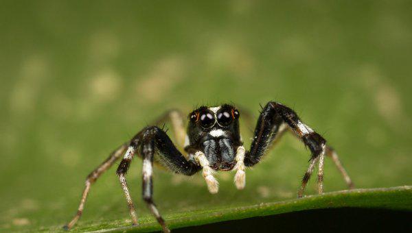 跳蛛有毒吗怎么养