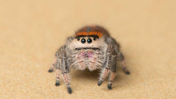 跳蛛有毒吗怎么养