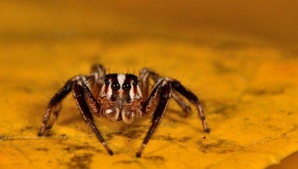 跳蛛有毒吗怎么养