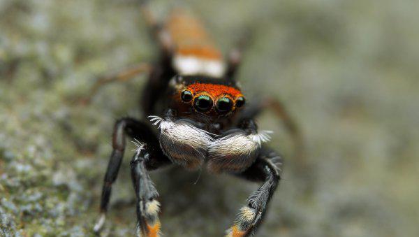 跳蛛有毒吗怎么养