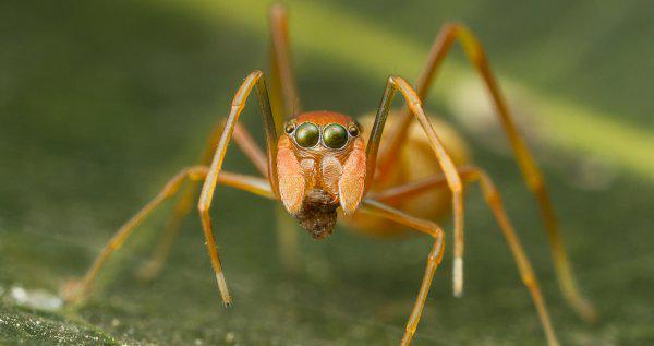 跳蛛有毒吗怎么养