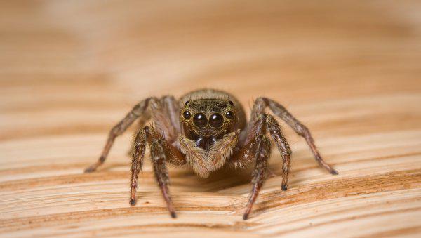 跳蛛有毒吗怎么养