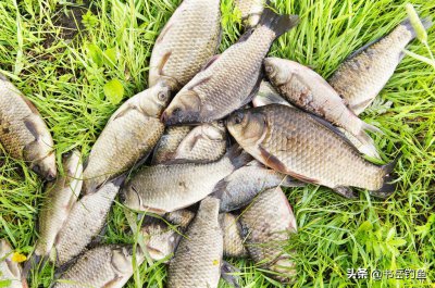 钓鱼为什么禁止用丁香 野钓用丁香做饵料真的有用吗
