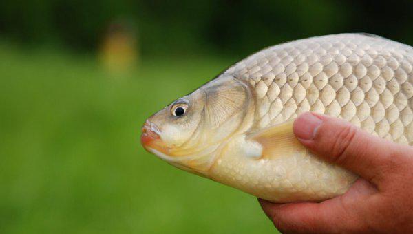 钓鱼为什么禁止用丁香