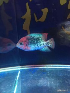 罗汉鱼好养吗 新手饲养罗汉鱼需要注意的几个小常识