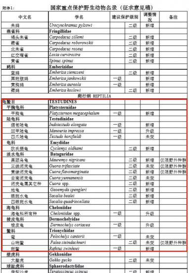 石金钱龟属于国家几级保护动物