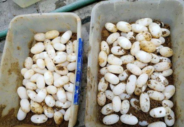 石金钱龟属于国家几级保护动物