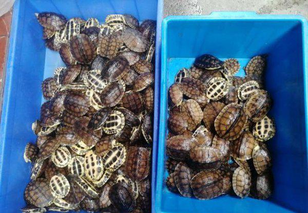 石金钱龟属于国家几级保护动物