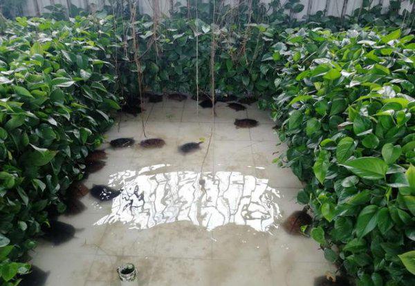 石金钱龟属于国家几级保护动物