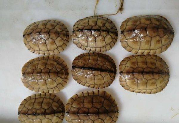 石金钱龟属于国家几级保护动物