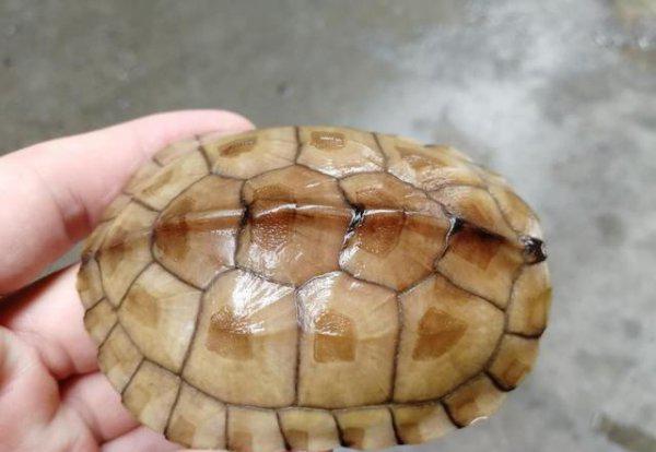 石金钱龟属于国家几级保护动物