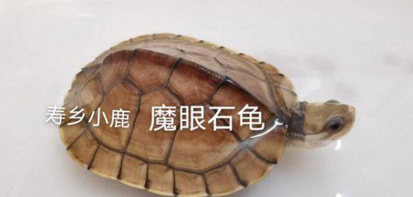 石金钱龟属于国家几级保护动物