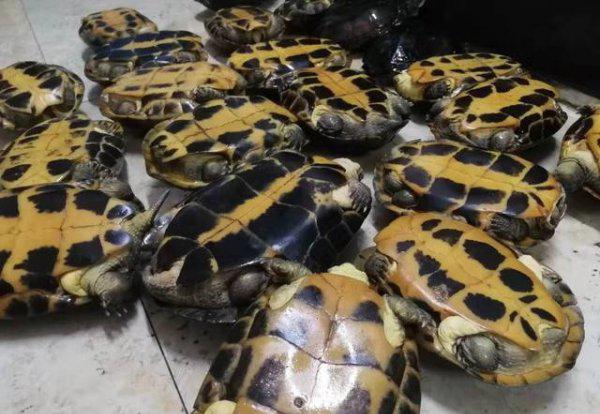 石金钱龟属于国家几级保护动物