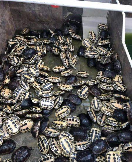 石金钱龟属于国家几级保护动物