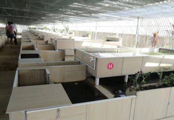 石金钱龟属于国家几级保护动物