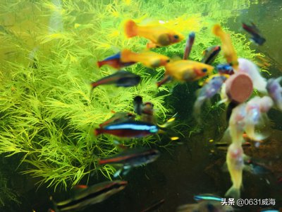 鱼缸需要24小时打氧吗 鱼缸全天打氧对鱼有没有影响