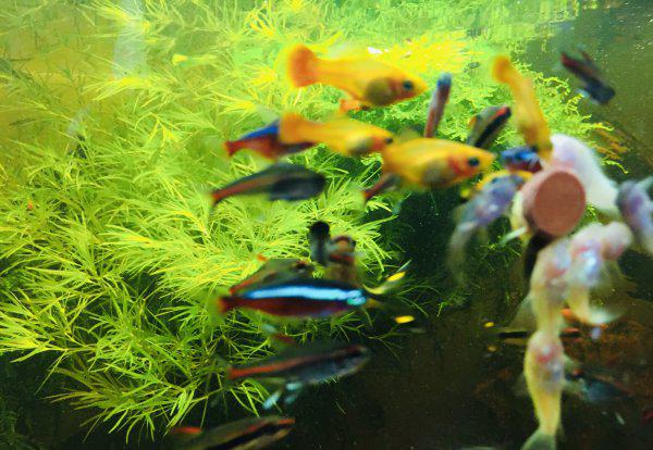 鱼缸需要24小时打氧吗