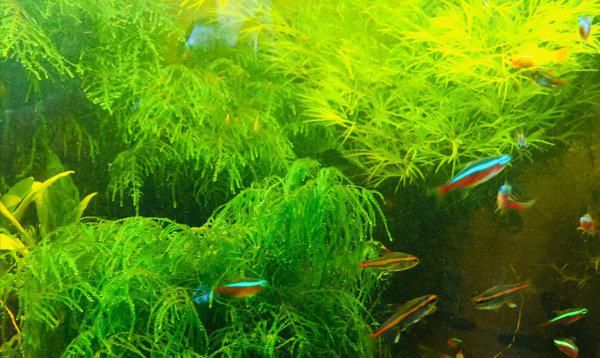 鱼缸需要24小时打氧吗