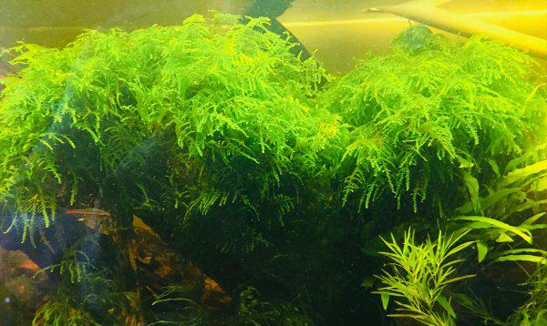 鱼缸需要24小时打氧吗