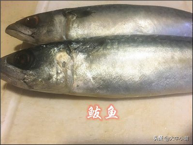 鲭鱼和鲅鱼的区别 不同的鲭鱼和鲐鲅鱼有啥不一样