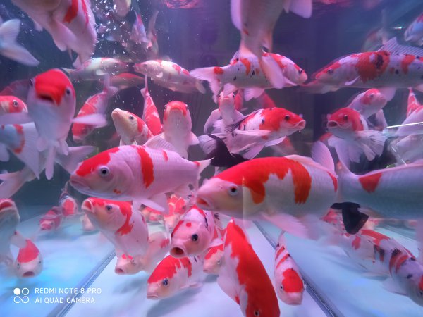 黄粉的正确使用方法