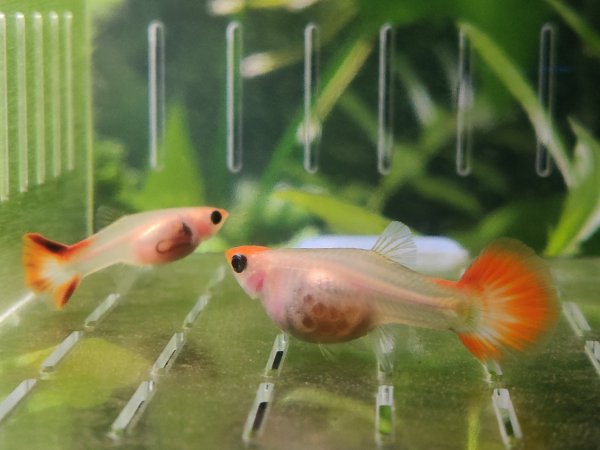 黄粉的正确使用方法