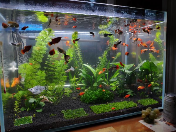 黄粉的正确使用方法