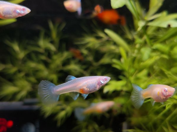 黄粉的正确使用方法