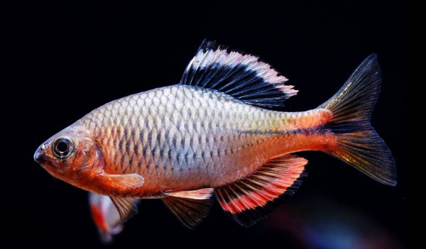 黄粉的正确使用方法