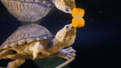 水里剃刀龟怎么养