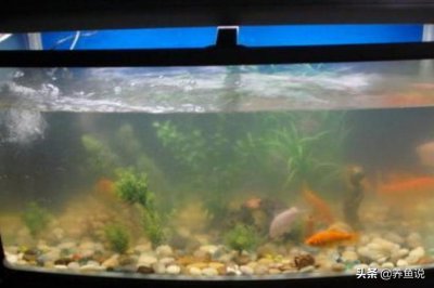 鱼缸硝化细菌的正确使用方法 加硝化细菌情况下的作用