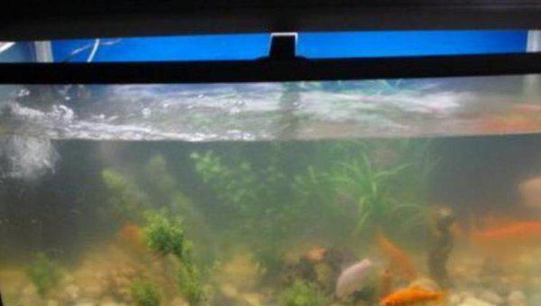 鱼缸硝化细菌的正确使用方法