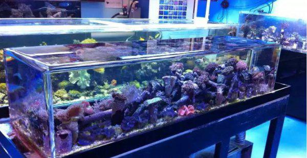 鱼缸硝化细菌的正确使用方法