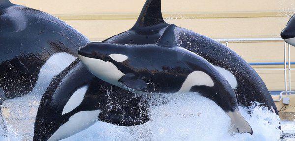 虎鲸是哺乳动物吗