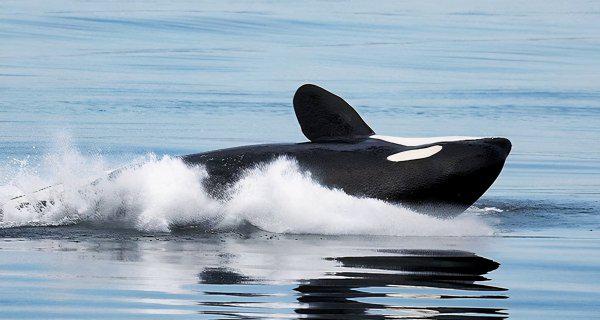 虎鲸是哺乳动物吗