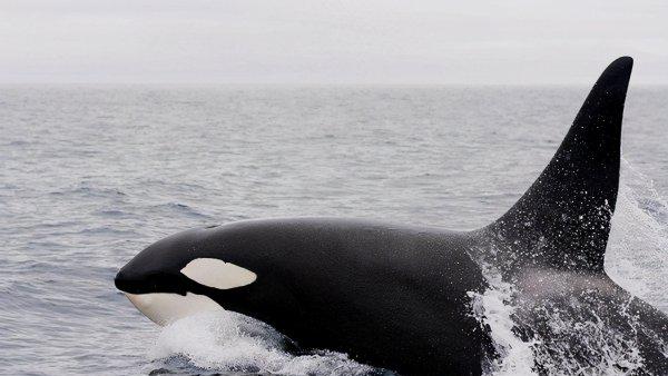 虎鲸是哺乳动物吗