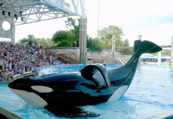 虎鲸是哺乳动物吗