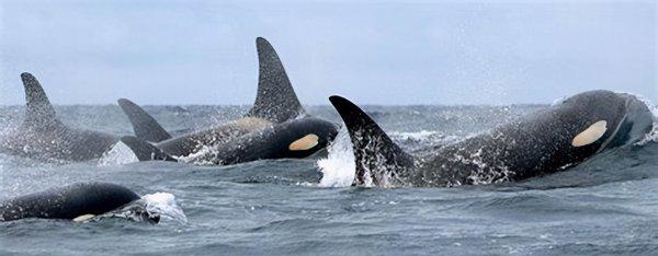虎鲸是哺乳动物吗