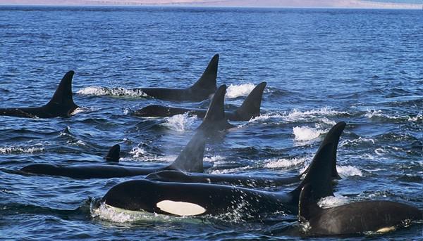 虎鲸是哺乳动物吗