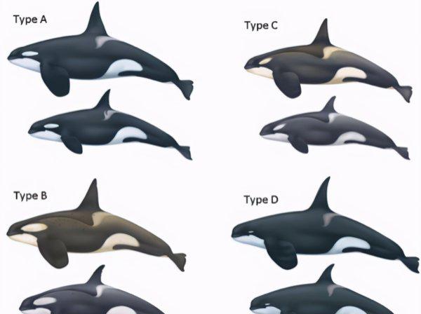 虎鲸是哺乳动物吗