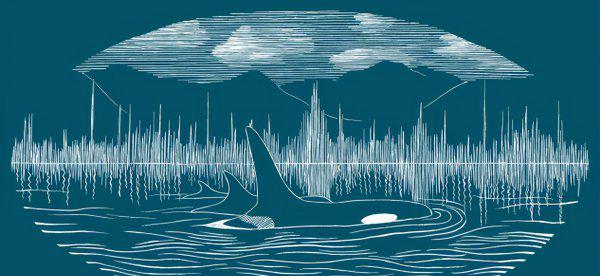 虎鲸是哺乳动物吗