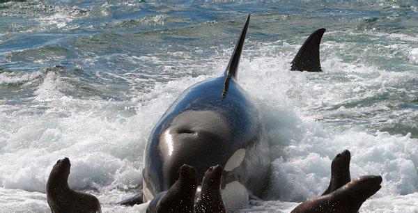 虎鲸是哺乳动物吗