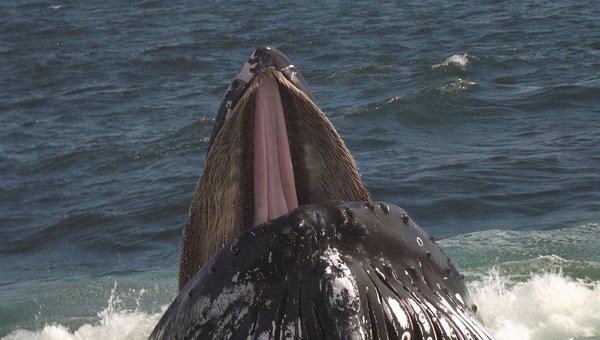 虎鲸是哺乳动物吗
