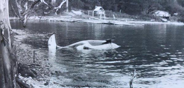 虎鲸是哺乳动物吗