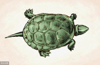 干养草龟变墨龟的技巧 草龟变墨龟的养成过程需要做什么